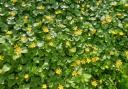 Celandines turning their heads to the sun.