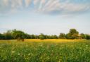 Norfolk Wildlife Trust wants to create more meadows in Norfolk to encourage biodiversity.
