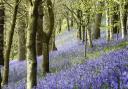 Bluebells at Toys Hill