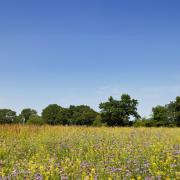 Bickley Meadow: wildflowers create a riot of colour at the Cheshire Wildlife Trust headquarters at Bickley Hall Farm, Malpas.