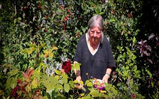 Barbara Segall foraging for fruit in her Sudbury garden.
