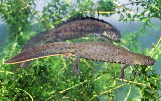 Female and male great crested newts.