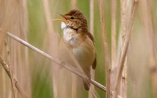 Reed Warblers are frequent visitors to the Avalon Marshes which provide a healthy environment to feed.