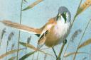 This painting of a bearded tit from 1930 was Jack Harrison's first Christmas card for the trust.