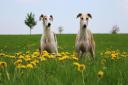 Two galgos (Spanish greyhounds) in a field with dandelions.