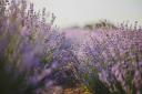 This summer frolic in perfect purple fields at Mayfield Lavender Farm in Banstead, Surrey