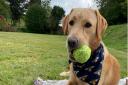 Pampered pets will enjoy every second of their pet-cation at Wotton House Country Estate Hotel