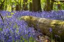 Bluebell woodland at Hatchlands Park, Surrey