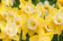 Cheerful daffodils are the most delightful heralds of spring
