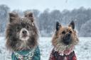 Bruno the lilac pomeranian and Lola the orange sable love to walk in Lyme Park