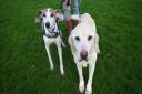These two gorgeous old timers are looking for the perfect home