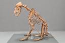 Corinium Museum's Iron-Age dog, now at home in the new Stone Age to Corinium galleries in Cirencester