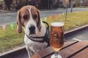 Dexter loves to join his owner Jamie Leigh Lawrence for a beer garden tipple.