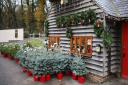 Catsfield Christmas Tree Farm and Shop. Photo: Blueberry PR