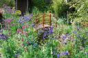 Some Hertfordshire gardens are opening in September (photo: National Garden Scheme)