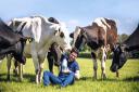Adam loves his girls, a herd of Holstein Friesian cows. Photo: Joanna Eardley