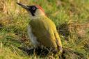 Watch out for green woodpeckers in search of ants on lawns and meadows.