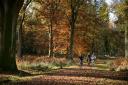 Cycling through the New Forest in autumn © VisitEngland