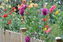 Plant dahlias in large groups for a stunning effect