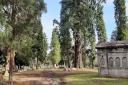 Large wellentonias and gothic mausoleums at Brookwood Cemetery by C Howard
