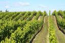 Hattingley Valley has 40 acres of vineyards Photo: Hattingley Valley