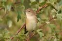 Common Chiffchaff resting on a branch in its habitat Photo: Denja1/Getty Images/iStockphoto