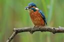 Kingfisher, photo credit: Jon Hawkins