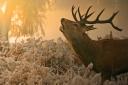 A stag in the early sunrise is a wonderful winter sight. Picture by Jon Hawkins.