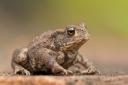 Could this common toad be a thing of the past? Picture by Dawn Monrose