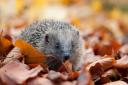 Leaves are the perfect home for a hedgehog to hibernate. Picture by Tom Marshall