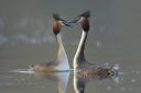 Great crested grebes perform their courtship ritual