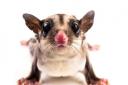 I admit I wavered when I heard Evie’'s plea for a sugar glider that would accompany her everywhere in a specially made pouch
