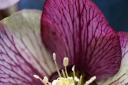 Intricate detail of a hellebore (photo: Philippa Pearson)