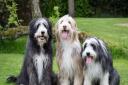 Three of Colin's handsome four-legged friends (Photo Penelope Malby)