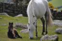 A grey mare and her foal out on the moor