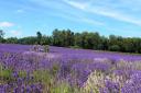 Mayfield Lavender near Banstead (Photo: Matthew Williams)