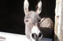 A donkey at the sanctuary | Photo credit: The Island Farm Donkey Santuary