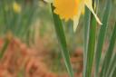 Dunsfords Daffodils