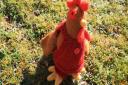 Knitted chicken by National Trust volunteers