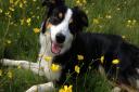 Border collie Cosmo is helping transform lives across Lancashire