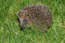 Reports suggest more hedgehogs have been visiting gardens in the last year