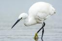Little egrets first bred in the UK at Brownsea Photo: Hans Germeraad/ AGAMI photo agency/Dreamtime.com