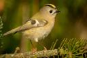 Goldcrests migrate in their thousands over the North Sea to Dorset Photo: Mikelane45/Dreamtime.com