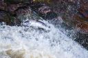 The Ribble Rivers Trust is helping salmon and trout reach Accrington and Burnley (C) Wild & Free/Getty Images/iStockphoto