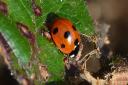 Ladybirds like to spend time in bug hotels (c) Ken Hayes