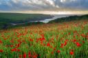 Wild flowers at Porth Joke Cornwall. Picture by Ian Wool. Getty Images/iStockphoto
