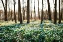 Smatterings of snowdrops decorate the Somerset countryside in springtime (c) VOJTa Herout / Shutterstock