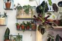 Shelves full of plants vie for space with the cats
