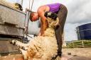 Australian shearer Shane Long is one of the team put together by Ross