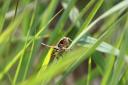 Bog bush cricket female at Little Woolden Moss (Picture:  Andy Hankinson)